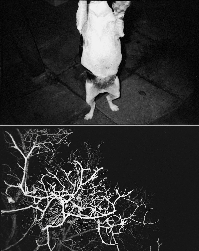 Obrázek nahrál Irónia