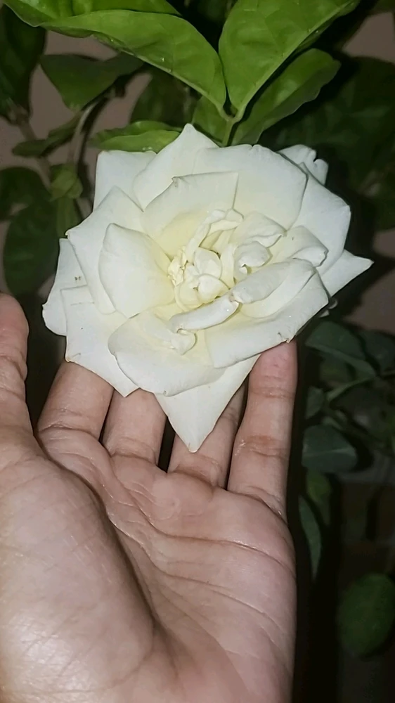 GIF gi-upload ni Dear_Mim