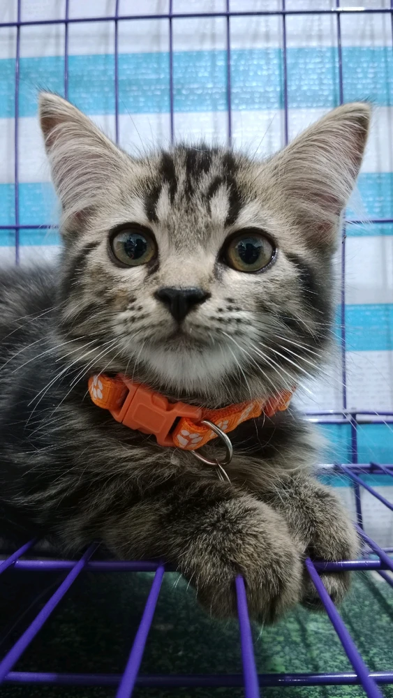 GIF diunggah oleh Lily