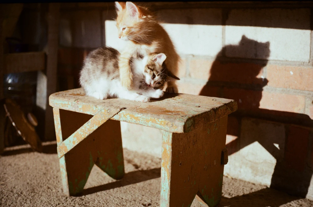 Image uploaded by Дарʼя