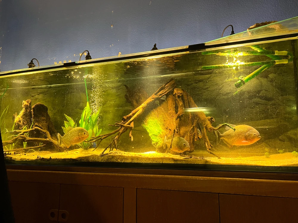 Bild hochgeladen von Anton