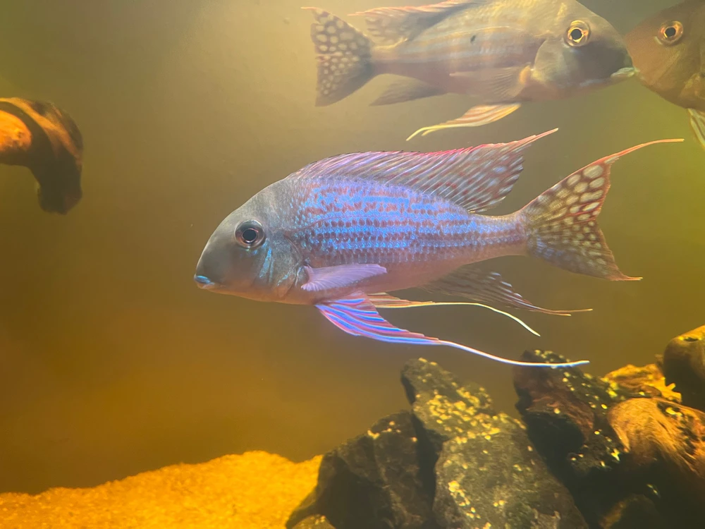 Bild hochgeladen von Anton