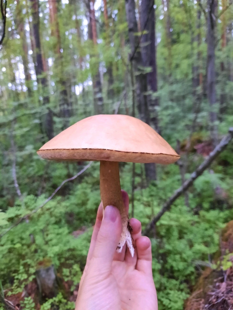 And here he is - a handsome forest man