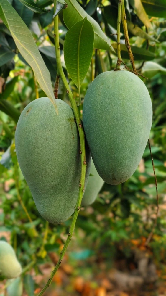 Image uploaded by Kirios