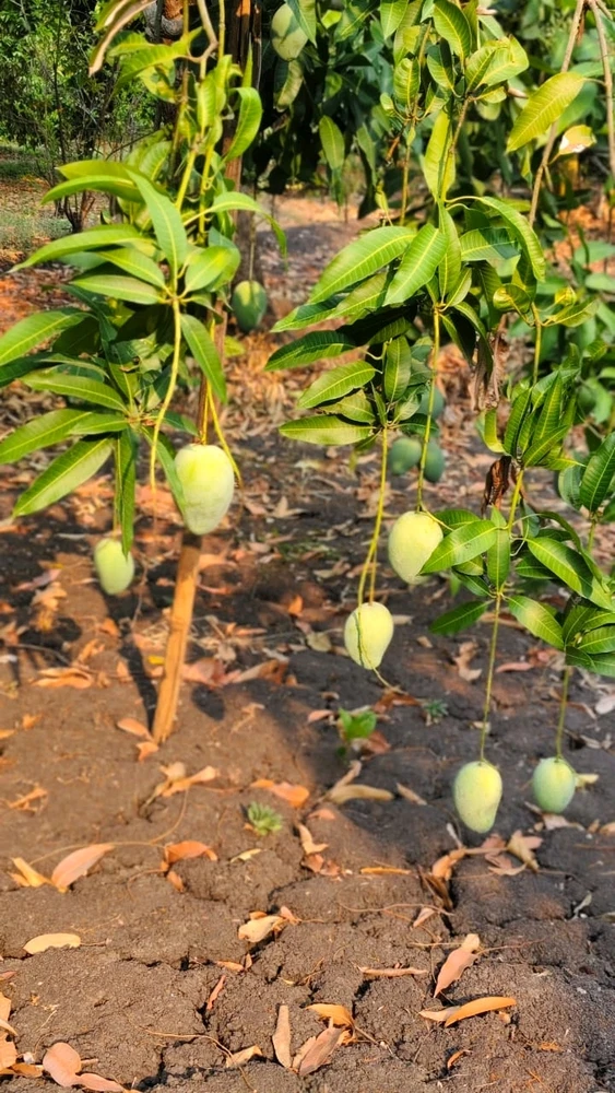 Image uploaded by Kirios