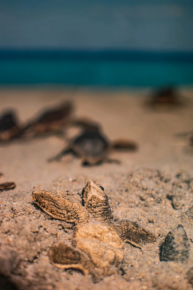 Baby sea turtles, a picture can be worth a thousand words but a helping hand can be worth more.