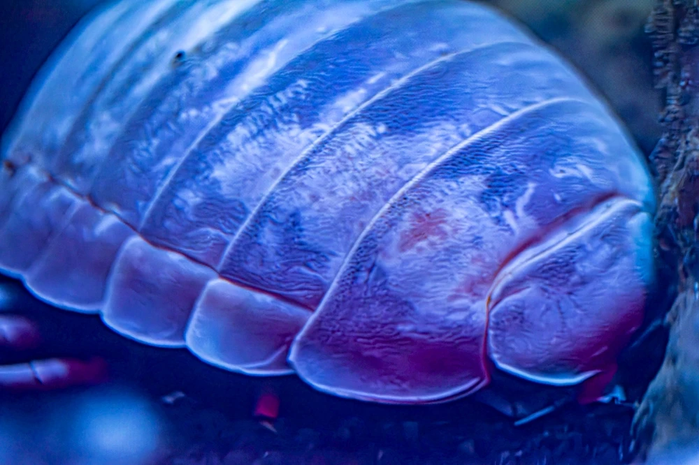 A deep sea isopod.