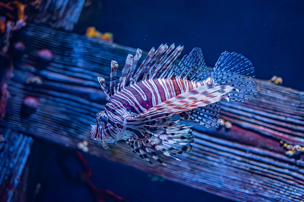 A lion fish exploring near some underwater debris.