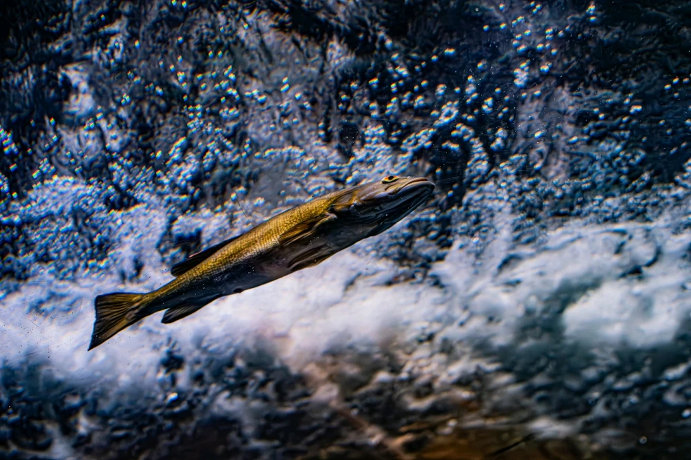Golden char swimming overhead.