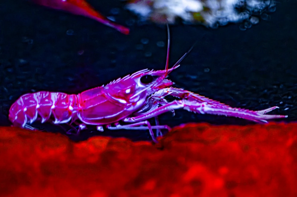 A Japanese lobster.