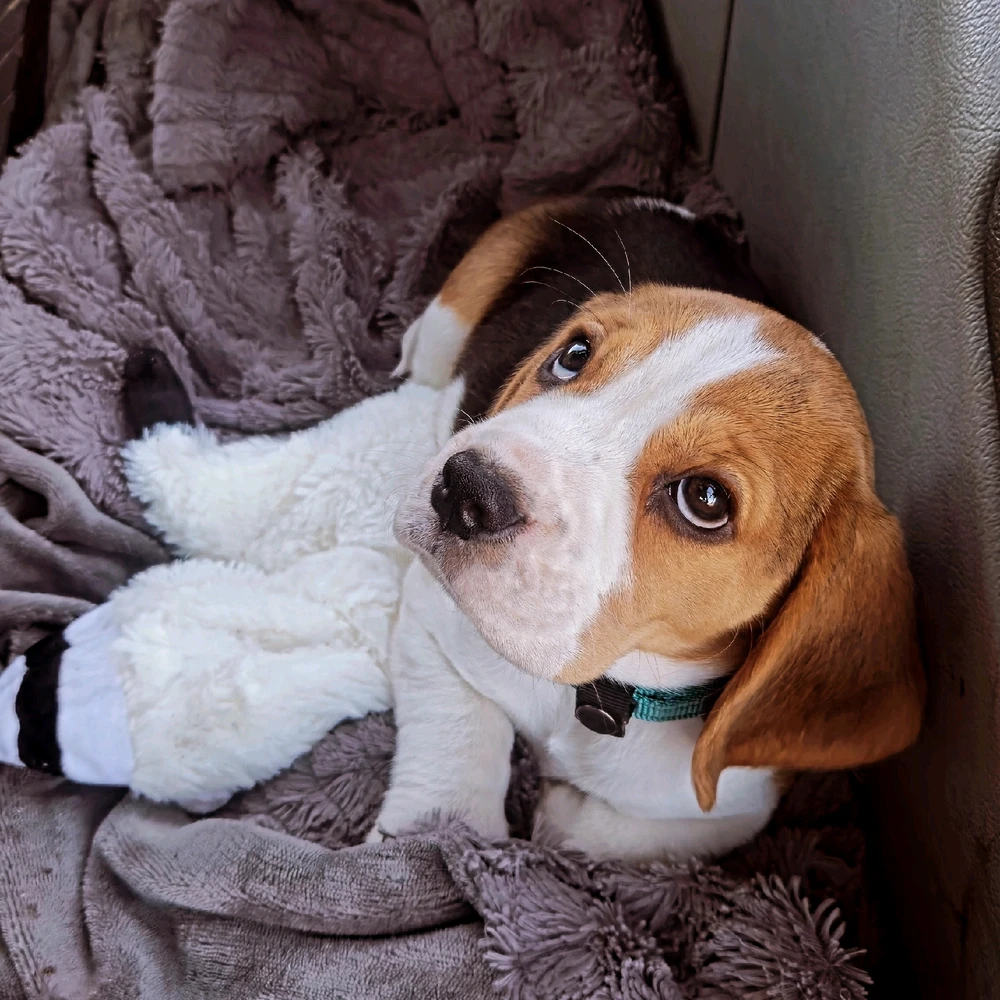 GIF uppladdad av Max