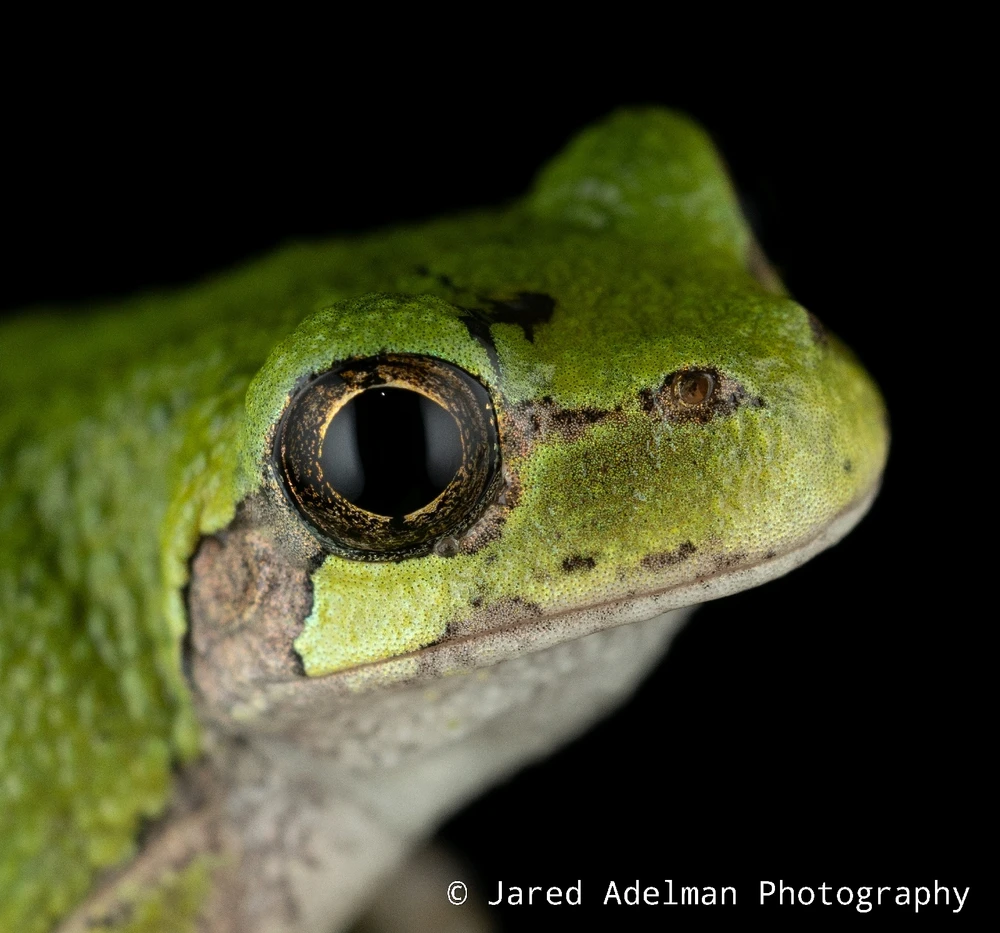 Grey treefrog (Hyla sp., versicolor or chrysoscelis)