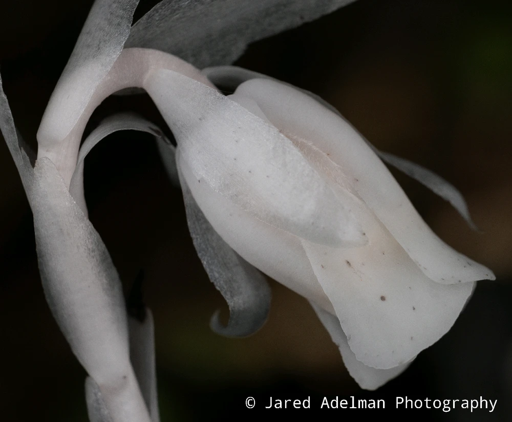 Ghost pipe (Monotropa uniflora)