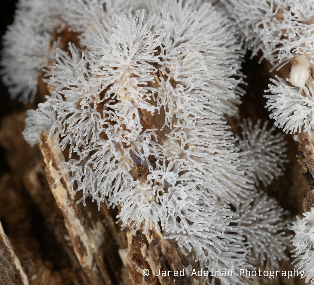 Honeycomb coral slime mold (Ceratiomyxa fruticulosa)