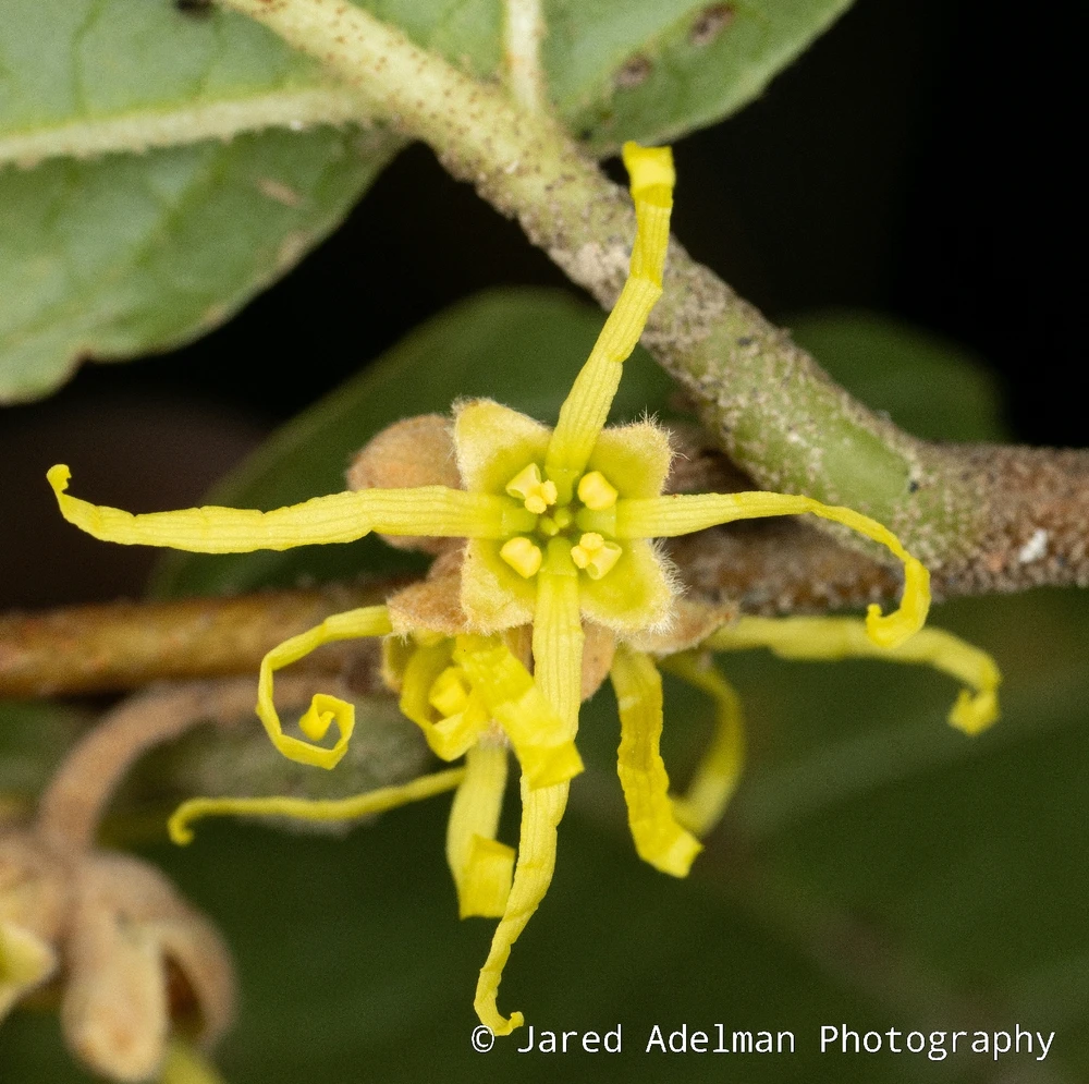 An American witch hazel flower (Hamamelis virginiana)
