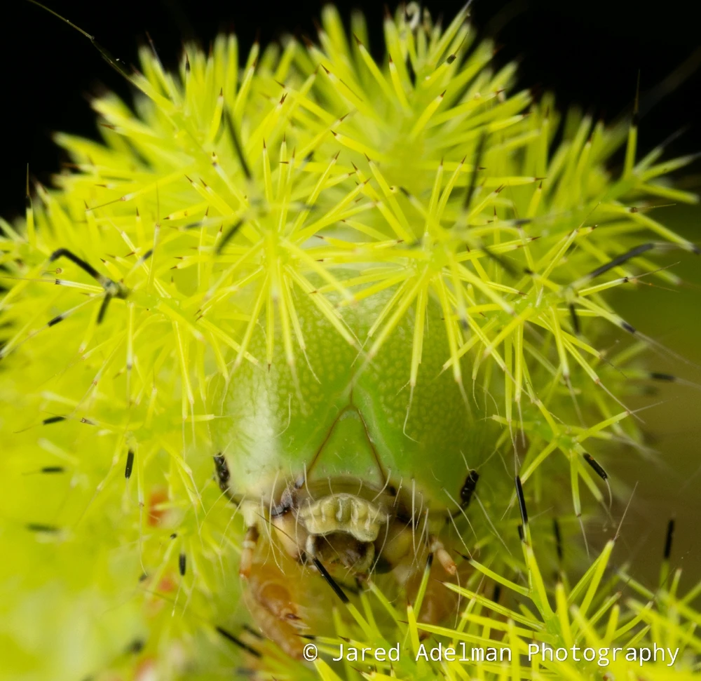 Io moth caterpillar (Automeris io)