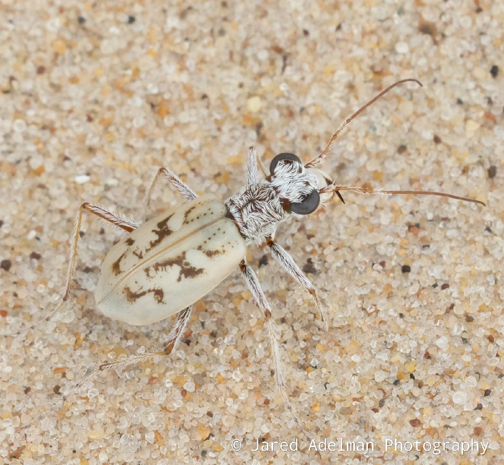 Ghost tiger beetle (Ellipsoptera lepida)