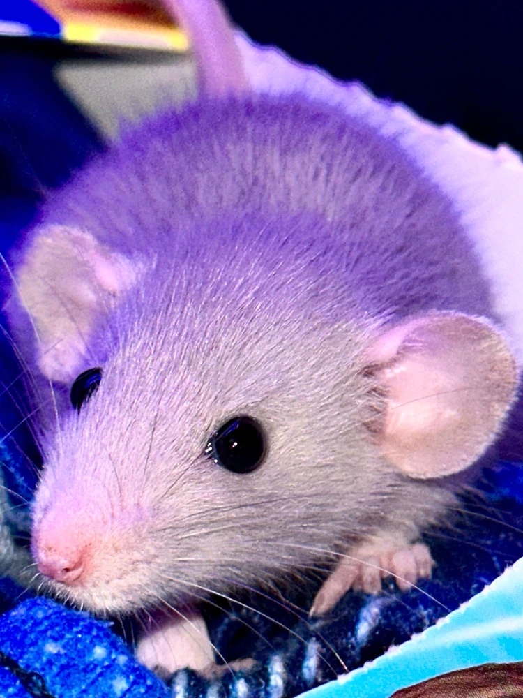 Image uploaded by Shelby