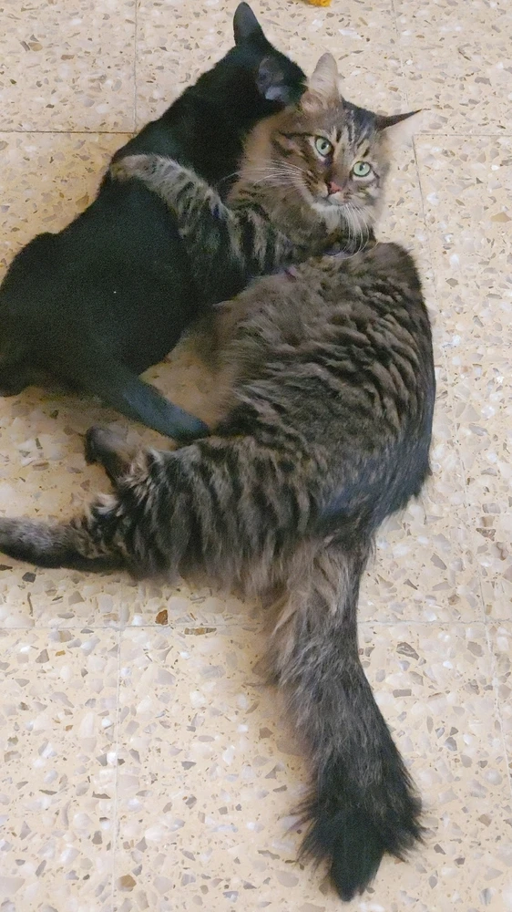 GIF gi-upload ni ❤ Sophia aka Mango Mami ❤️