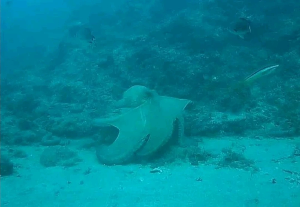 GIF subido por Café