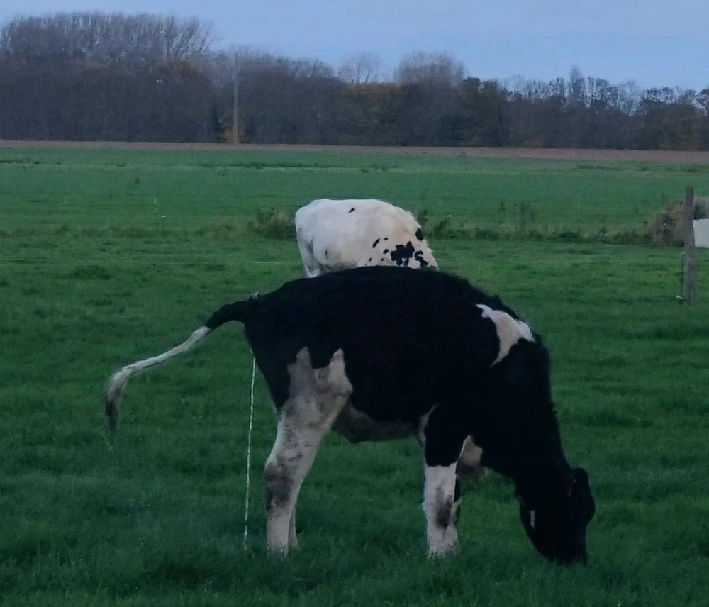 GIF ajouté par Julien