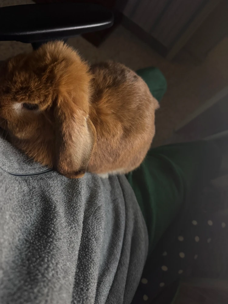 Immagine caricata da Christian