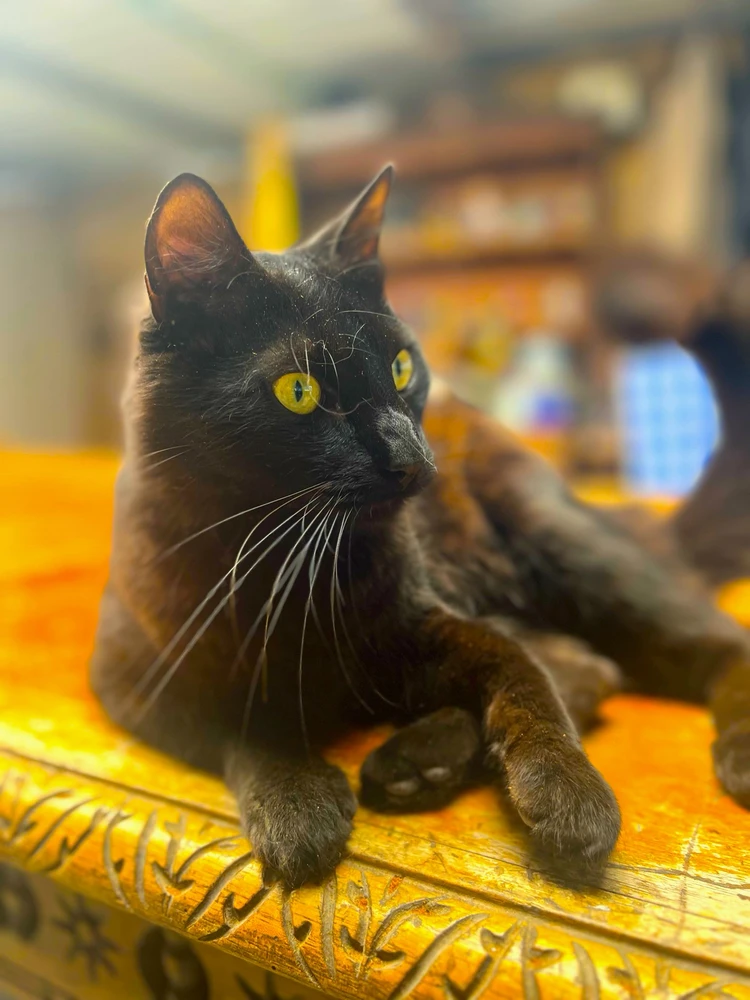 GIF subido por StevGs