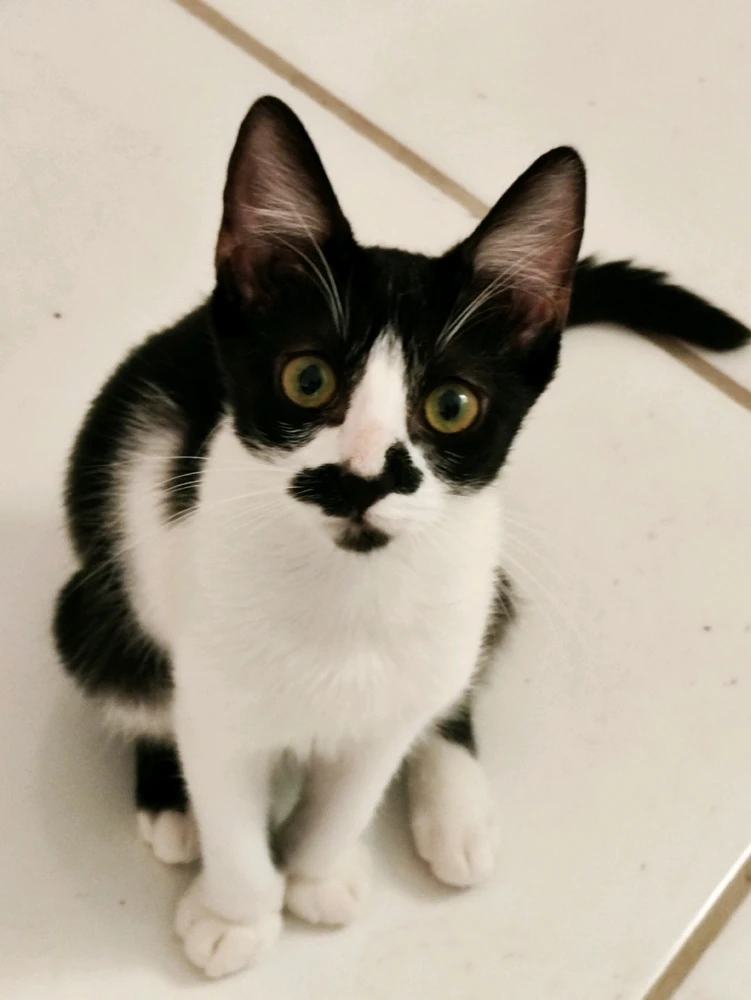 Algún nombre para mí gatita?🤔