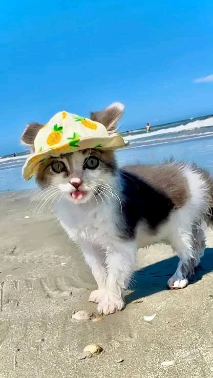 GIF tso los ntawm ꨄ𝐃ꨄ