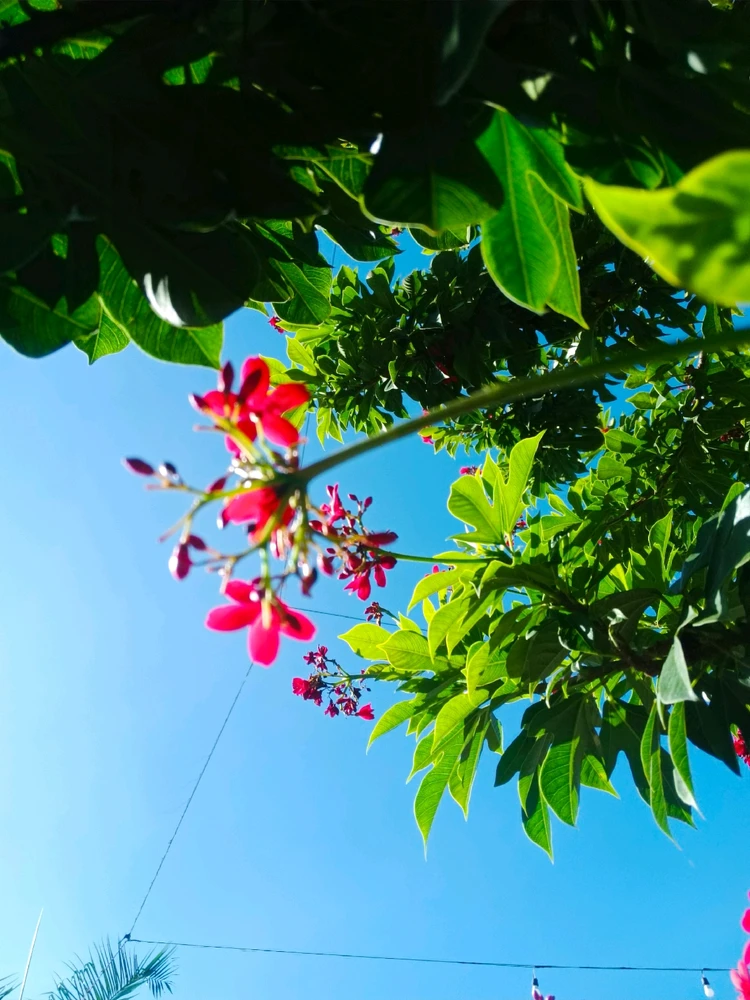 Image uploaded by Mikka