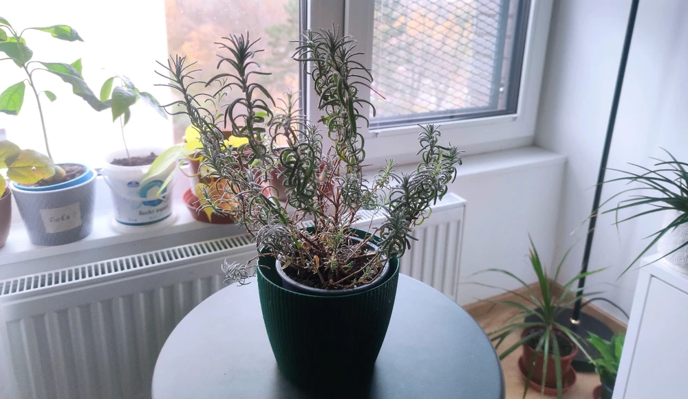 Obrázek nahrál 🧿