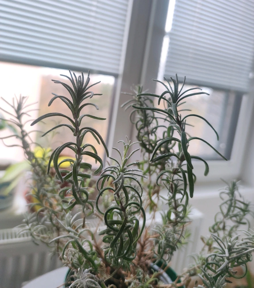 Obrázek nahrál 🧿