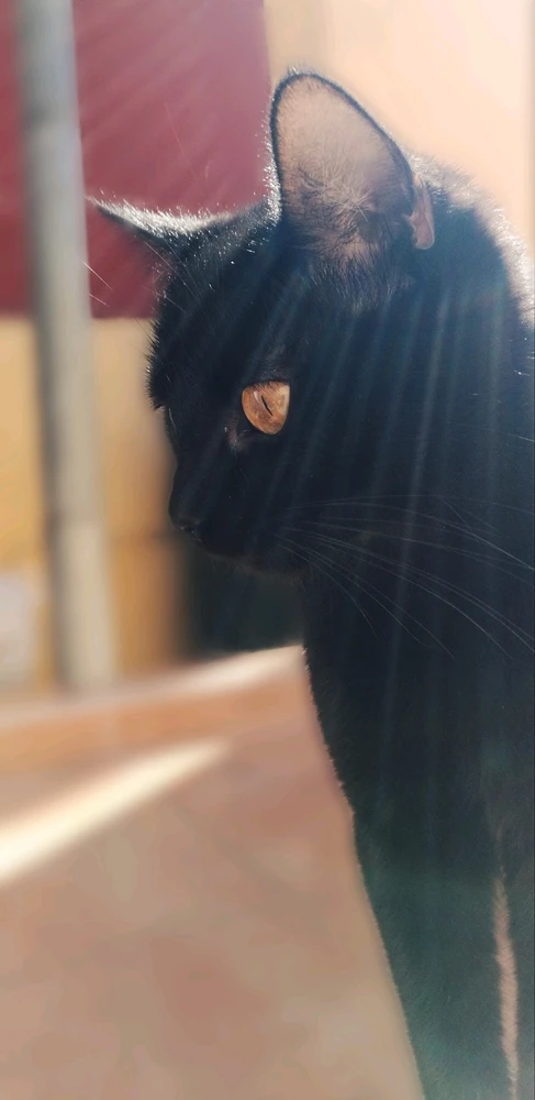 GIF uploaded by ❤ Sophia aka Mango Mami ❤️