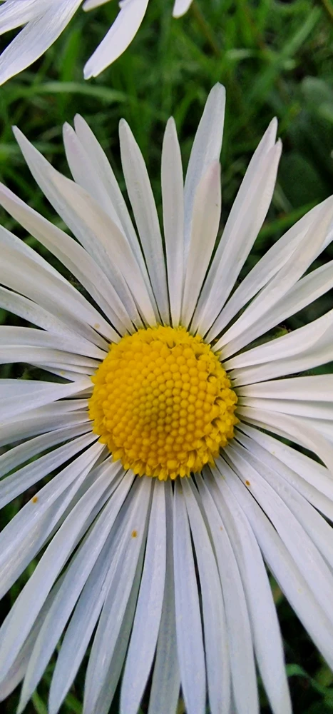 Image uploaded by Mare