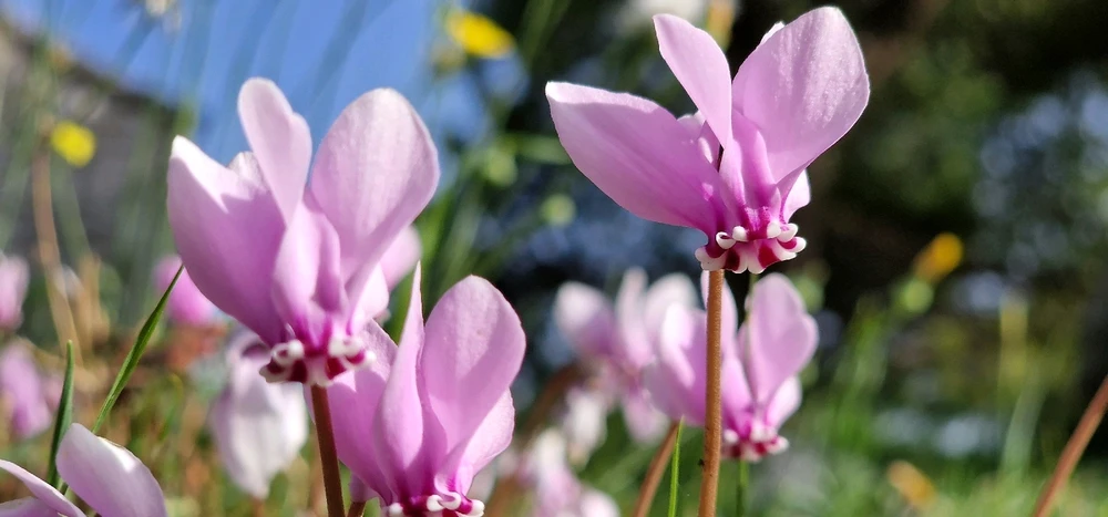 Image uploaded by Mare