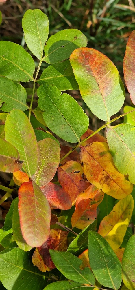 Image uploaded by Mare