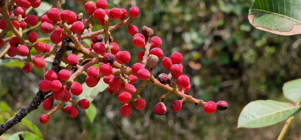 Image uploaded by Mare