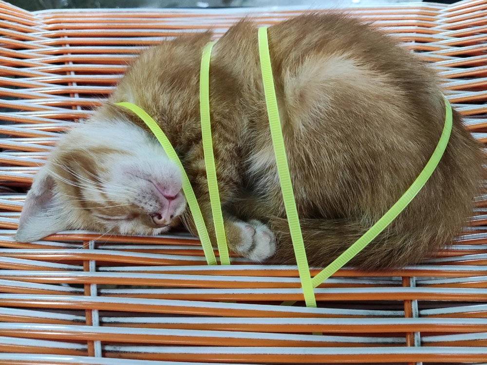 GIF dimuat naik oleh Sazwan
