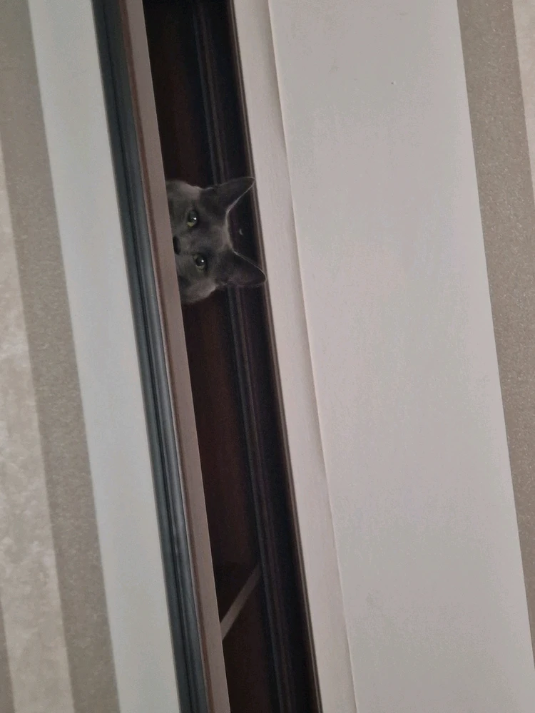 GIF încărcat de Dragoș