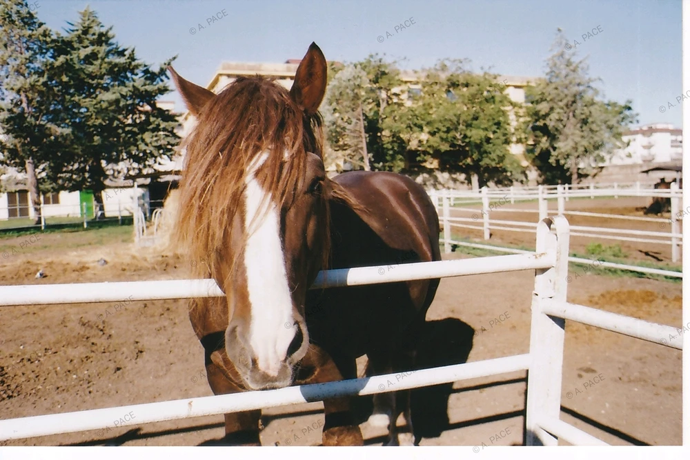Cavallo di razza Haflinger
