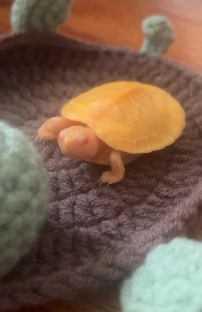 Image uploaded by Sira