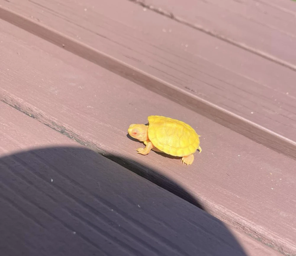 Image uploaded by Sira