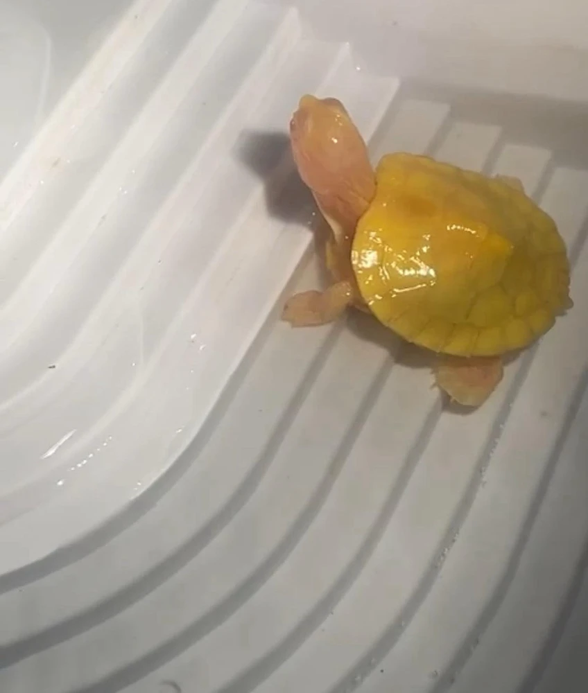 Image uploaded by Sira