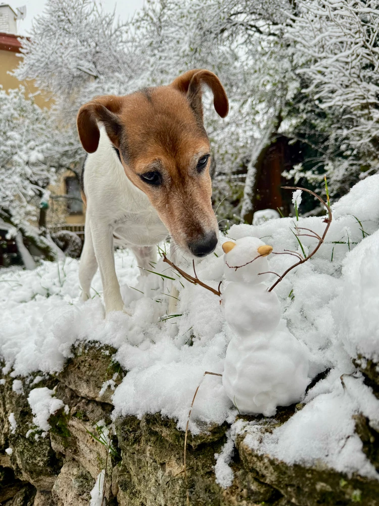 Obrázek nahrál Irónia