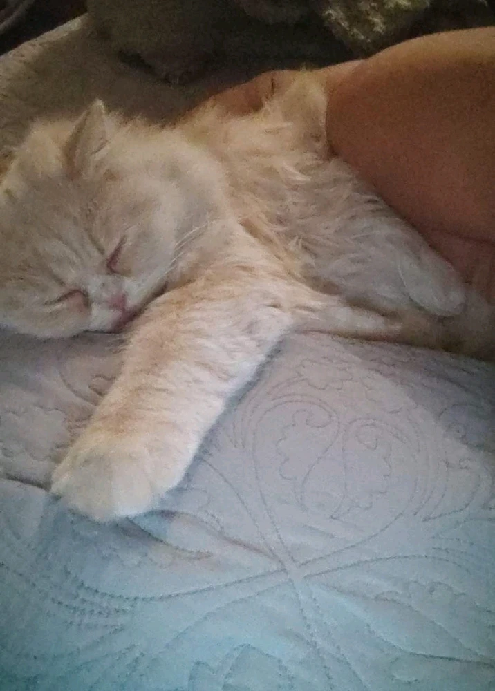 GIF آپلود شده توسط Alireza