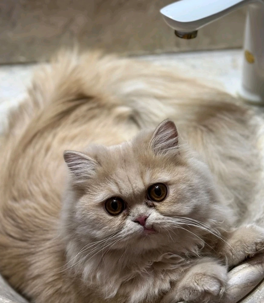 GIF آپلود شده توسط Alireza