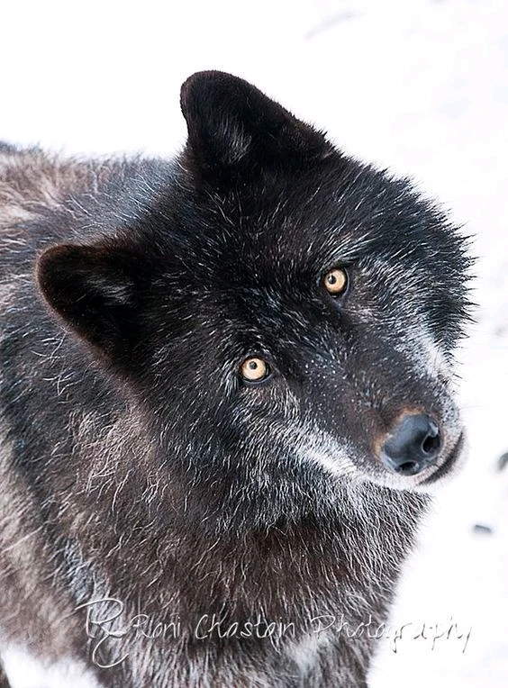 Image uploaded by Anna