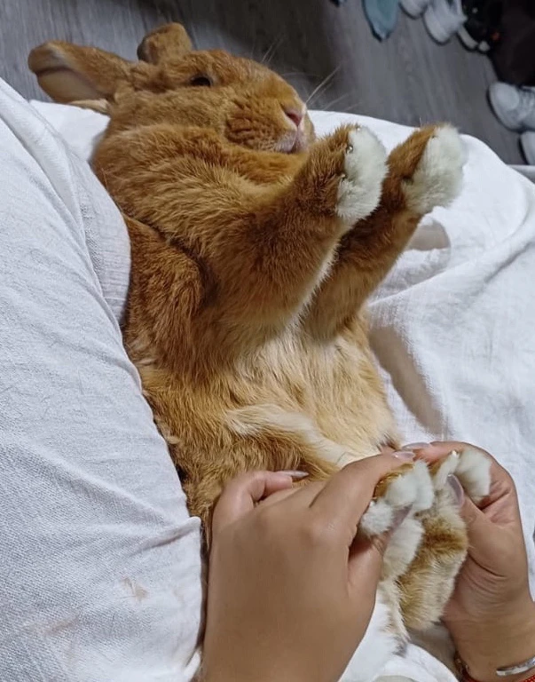 Toro上传的GIF