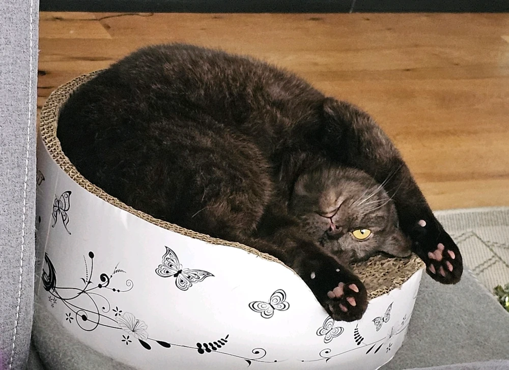 GIF hochgeladen von 𝕁𝕖𝕤𝕤𝕚𝕔𝕒