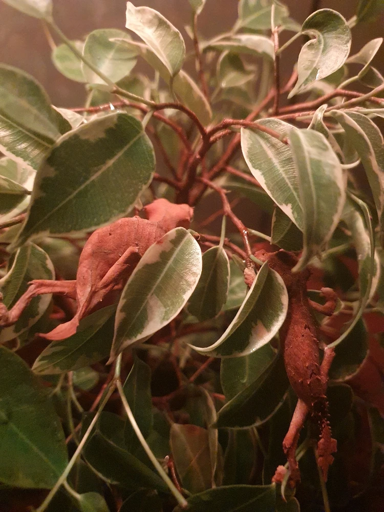 GIF încărcat de Daniel